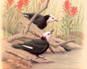 White-headed Woodpecker - 威廉·齐默曼